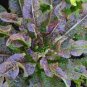 2500 Seeds Chinese leaf lettuce Sword pointed lettuce A Choy