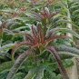 2500 Seeds Chinese leaf lettuce Sword pointed lettuce A Choy