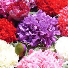 10 Seeds Chinese Peony Flower Seeds Mixed Red Yellow Light Pink Bi-color Rose Red ect 6 Colors