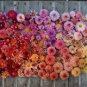 10 Seeds Chinese Peony Flower Seeds Mixed Red Yellow Light Pink Bi-color Rose Red ect 6 Colors