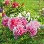 10 Seeds Chinese Peony Tree