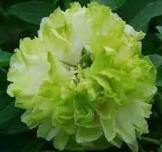 10 Seeds Chinese Peony Tree Light Green Ball Type Flowers