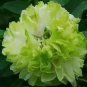10 Seeds Chinese Peony Tree Light Green Ball Type Flowers