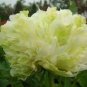 10 Seeds Chinese Peony Tree Light Green Ball Type Flowers