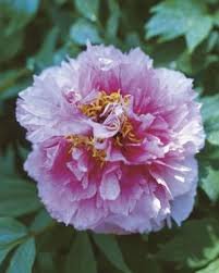 10 Seeds Chinese Peony Tree Light Pink Double Flowers Ball Type