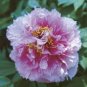 10 Seeds Chinese Peony Tree Light Pink Double Flowers Ball Type
