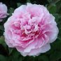 10 Seeds Chinese Peony Tree Light Pink Double Flowers Ball Type