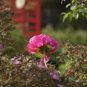10 Seeds Chinese Peony Tree Rose Pink Double Flowers