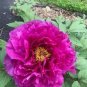 10 Seeds Chinese Peony Tree Seeds - Heirloom Double Ball Type Flowers