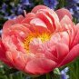 30 Seeds Chinese Peony Tree Seeds Orangish Red Double Flowers