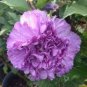 10 Seeds Chinese Rose Tree Purple Big Blooms Flowers with White Edge