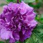 10 Seeds Chinese Rose Tree Purple Big Blooms Flowers with White Edge