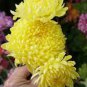 200 Seeds Chrysanthemum Perennial Flowers