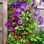 100 Seeds Clematis Bonsai Clematis Montana Mayleen Garden Pink Vine Flowers Plant