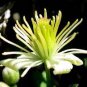 100 Seeds Clematis Flower Seeds Perennial Plant Garden Decoration Vines Climbings