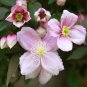 100 Seeds Clematis Montana Mayleen Garden Pink Vine Flowers Plant