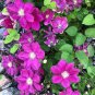 100 Seeds Clematis Montana Mayleen Garden Pink Vine Flowers Plant