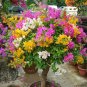 105 Seeds Climbing Bougainvillea Bonsai