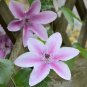 100 Seeds Climbing Clematis Bonsai Flowers Clematis Vine Bonsai Perennial Flower Clematis Plants