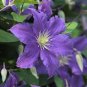 100 Seeds Climbing Clematis Bonsai Flowers Clematis Vine Bonsai Perennial Flower Clematis Plants