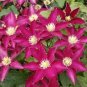 100 Seeds Climbing Clematis Bonsai Flowers Clematis Vine Bonsai Perennial Flower Clematis Plants