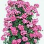 50 Seeds Climbing Geranium Rare Bonsai Flower Perennial Plant