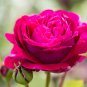 200 Seeds Climbing Rose Tree Rose Red Flowers