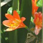 100 Seeds Clivia Miniata Plant Gorgeous Bonsai Rare Bush Lily Flower
