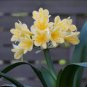 100 Seeds Clivia Miniata Plant Gorgeous Bonsai Rare Bush Lily Flower Bonsai