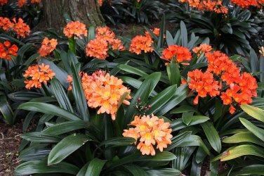 100 Seedsws Clivia Miniata Plant Gorgeous Bonsai Rare Bush Lily Flower Bonsai