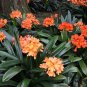 100 Seedsws Clivia Miniata Plant Gorgeous Bonsai Rare Bush Lily Flower Bonsai