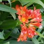 100 Seedsws Clivia Miniata Plant Gorgeous Bonsai Rare Bush Lily Flower Bonsai
