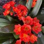 100 Seeds Clivia Plant, Perennial Bonsai Balcony Flower