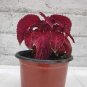 100 Seeds Coleus Blumei Seeds Red Velvet Color