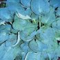 200 Seeds Colorful Hosta Flores Bonsai