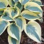 200 Seedsw Colorful Hosta Flores Indoor Bonai