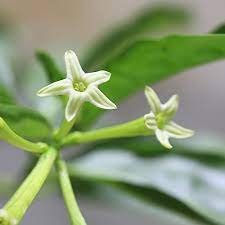 60 Seeds Cordate Telosma Tree Semente