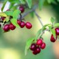 10 Seeds Cornelian Cherry Cornus Dogwood