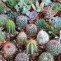 10 Seeds Coryphantha Mix Seeds Semi Cactus Sementi Succulent Plants