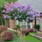 100 Seeds Crapemyrtle Lagerstroemia Indica Tree Flower