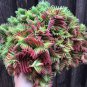10 Seeds Crassula Capitella Thyrsiflora Red Pagoda Succulent Cactus Bonsai Jatropha Tree