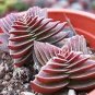 10 Seeds Crassula Capitella Thyrsiflora Seeds Red Pagoda Succulent Bonsai