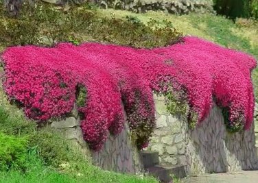 500 Seedsdd Creeping Thyme Bonsai or Blue Rock CRESS Plant Perennial Ground Cover Flower Flores