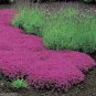 500 Seedsdd Creeping Thyme Bonsai or Blue Rock CRESS Plant Perennial Ground Cover Flower Flores
