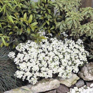 100 Seedsq Creeping Thyme Bonsai or Multi-Color Rock CRESS Plant