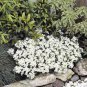 100 Seedsq Creeping Thyme Bonsai or Multi-Color Rock CRESS Plant