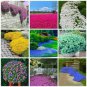 100 Seeds Creeping Thyme Mixed 9 Colors