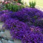 200 Seeds Creeping Thyme Rock CRESS Plant Mixed Pink and White Colors