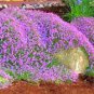 200 Seeds Creeping Thyme Rock CRESS Plant Mixed Pink and White Colors