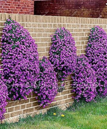 100 Seeds Creeping Thyme Rock CRESS Plant Purple Flowers F1